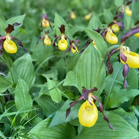 דירה Haus Brandhofer