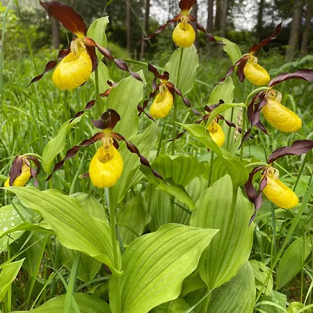 Haus Brandhofer Häselgehr
